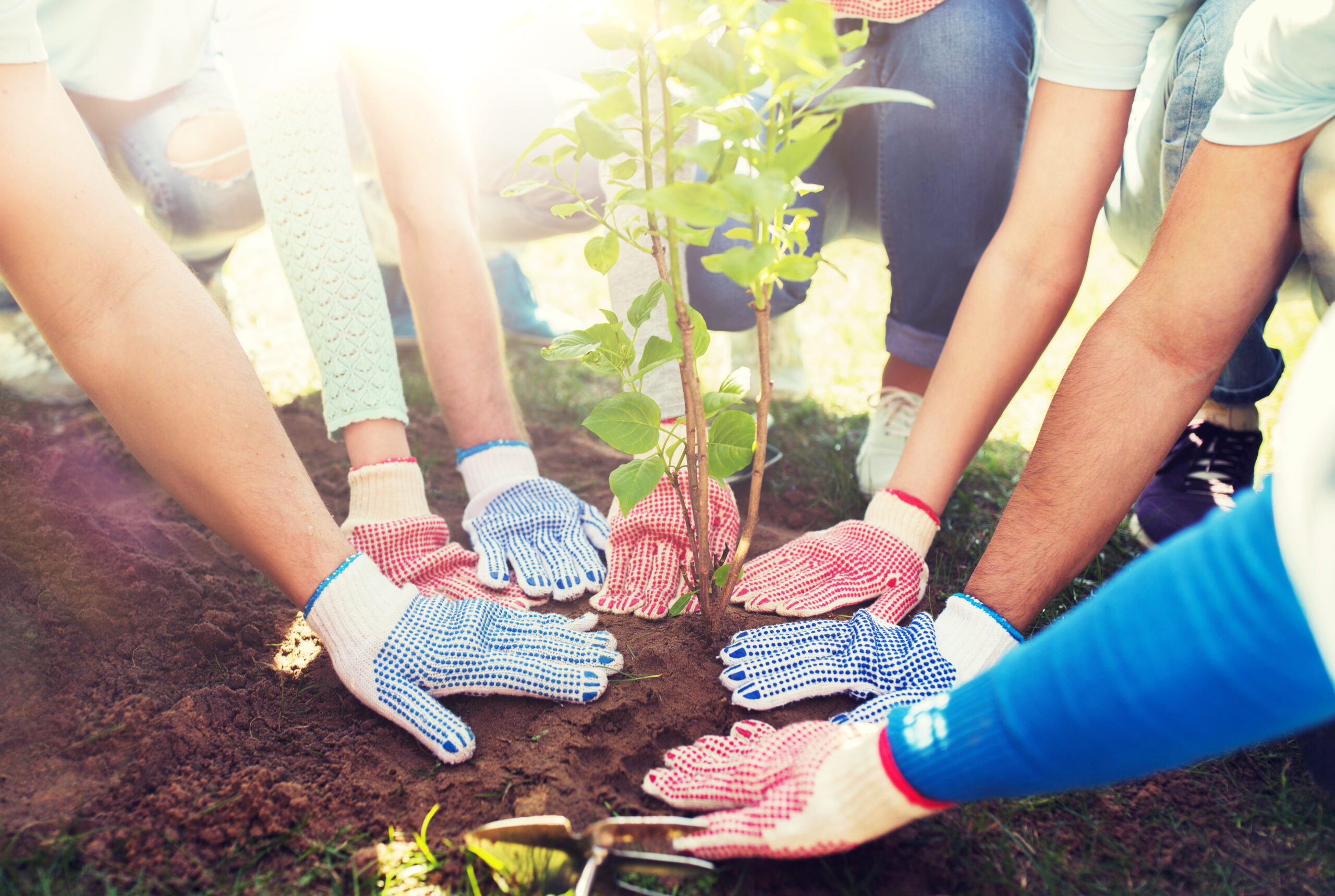 volunteers with gardening gloves working together to plant a tree